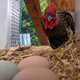 Chicken, Frida, stares on at the pile of eggs from her and her sisters.